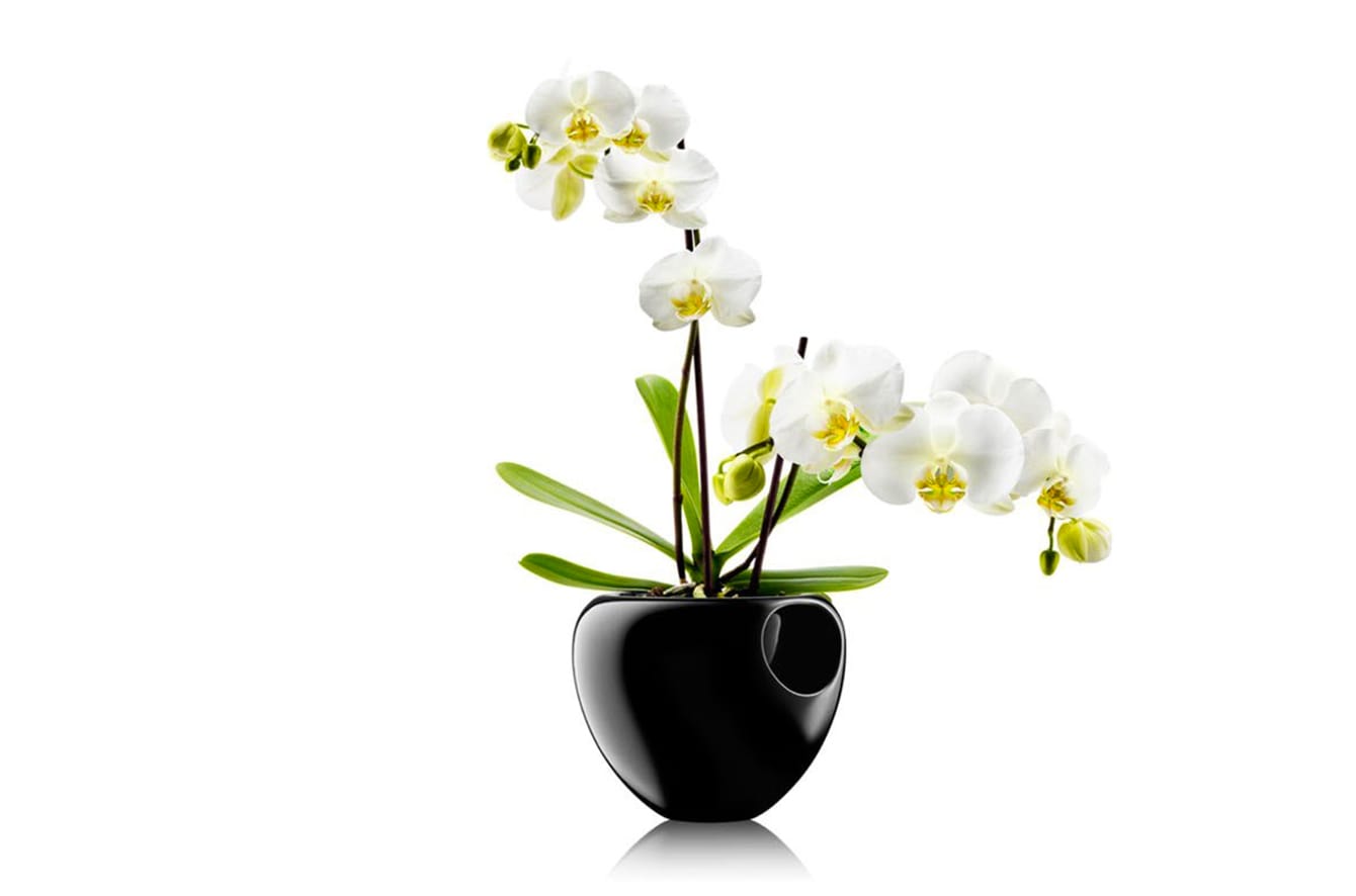 Orchid Pot by Eva Solo